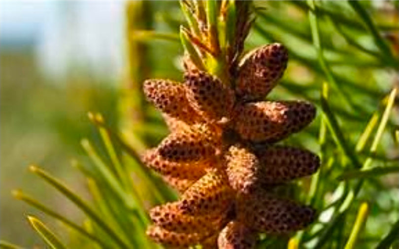 Pine Pollen 60ml - Seasonal Vitality